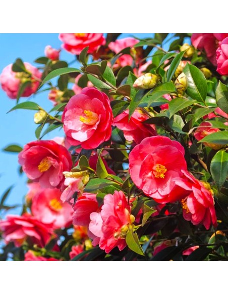 Camellia Japonica Roșie "Dr King" - Ghiveci P9