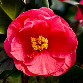 Camellia Japonica Roșie "Dr King" - Ghiveci P9