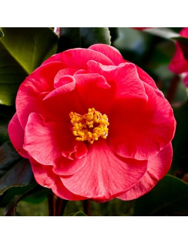 Camellia Japonica Roșie "Dr King" - Ghiveci P9