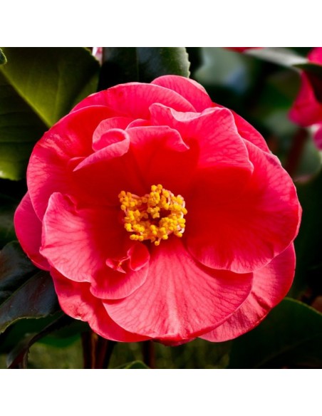 Camellia Japonica Roșie "Dr King" - Ghiveci P9