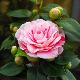 Camellia Japonica "Bonomiana" - Ghiveci P9