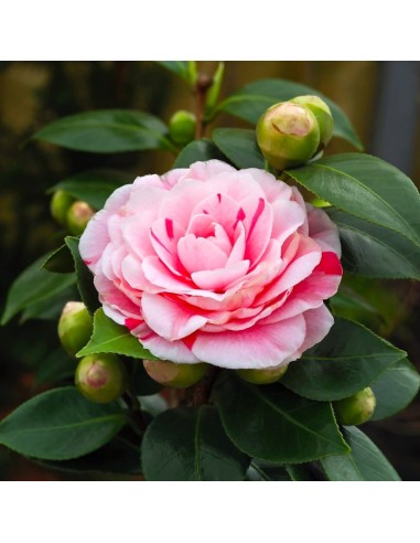 Camellia Japonica "Bonomiana" - Ghiveci P9