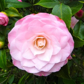 Camellia Japonica "Pearl Maxwell" - Ghiveci P9
