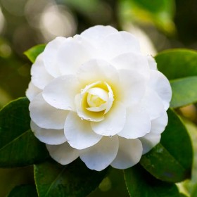 Camellia Japonica Albă "Macro" - Ghiveci P9