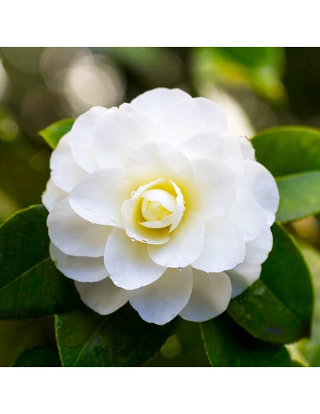 Camellia Japonica Albă "Macro" - Ghiveci P9