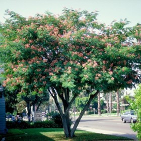 Albitzia - Arborele de Matase "Julibrissin" Ghiveci 3L 2