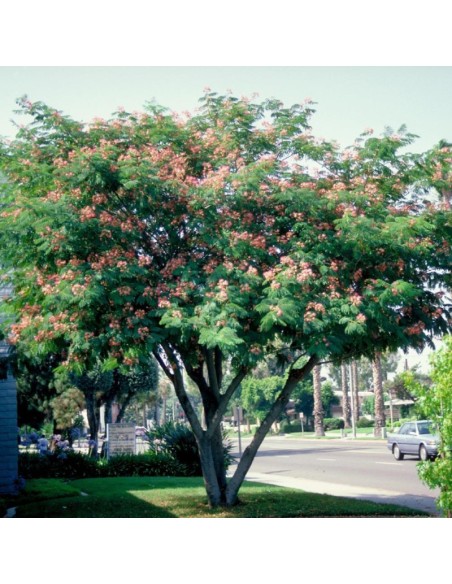 Albitzia - Arborele de Matase "Julibrissin" Ghiveci 3L