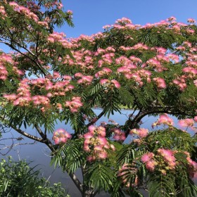 Albitzia - Arborele de Matase "Julibrissin" Ghiveci 3L