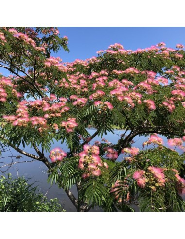 Albitzia - Arborele de Matase "Julibrissin" Ghiveci 3L