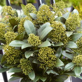 Liliac Japonez "Skimmia Japonica White" Ghiveci 40L...