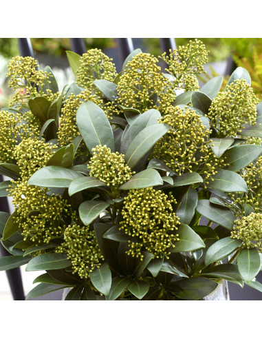 Liliac Japonez "Skimmia Japonica White" Ghiveci 40L (70-80cm)