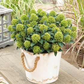 Liliac Japonez "Skimmia Japonica White" Ghiveci 40L... 2