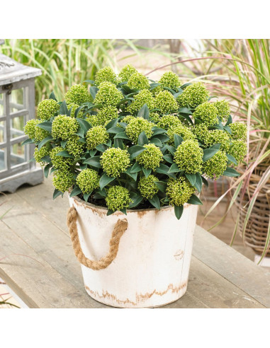 Liliac Japonez "Skimmia Japonica White" Ghiveci 40L (70-80cm)