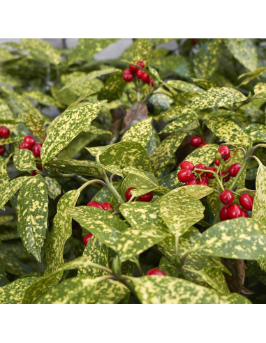 Acuba Japonica - Pom de Aur - Ghiveci 10L - 80-100cm