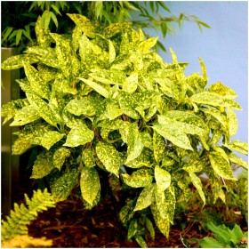 Acuba Japonica - Pom de Aur - Ghiveci 10L - 80-100cm 2