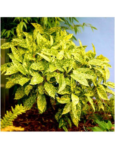Acuba Japonica - Pom de Aur - Ghiveci 10L - 80-100cm