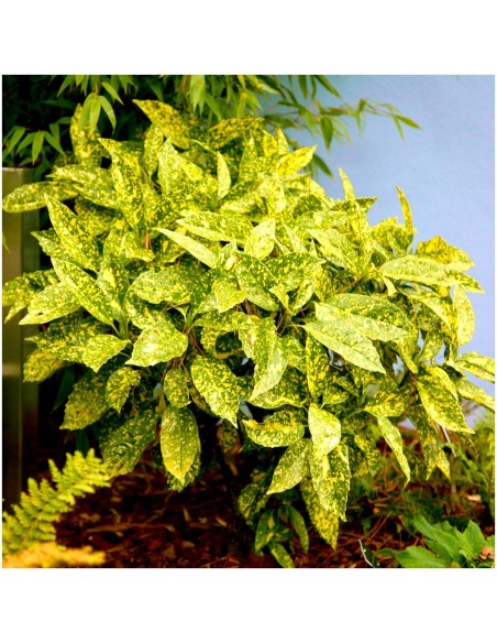 Acuba Japonica - Pom de Aur - Ghiveci 10L - 80-100cm