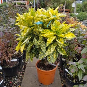 Acuba Japonica - Pom de Aur - Ghiveci 10L - 80-100cm