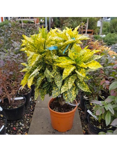 Acuba Japonica - Pom de Aur - Ghiveci 10L - 80-100cm
