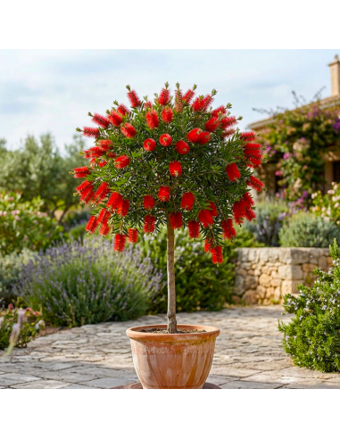 Callistemon Citrinus - "Red Rocket" - Ghiveci 7L - 90-100 cm