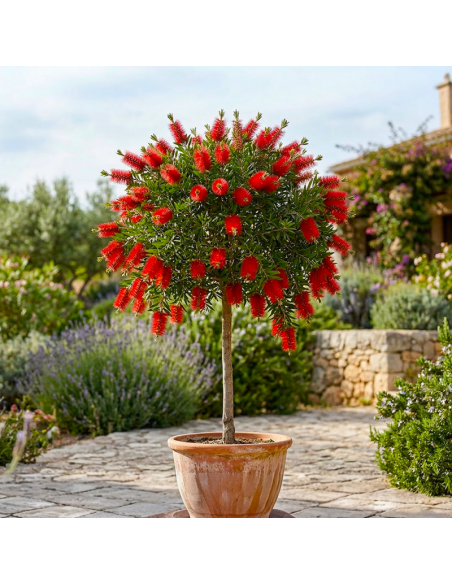 Callistemon Citrinus - "Red Rocket" - Ghiveci 7L - 90-100 cm