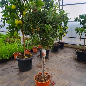 Callistemon Citrinus - "Red Rocket" - Ghiveci 7L - 90-100 cm 2
