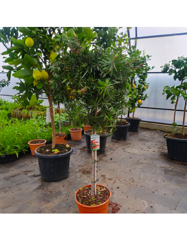 Callistemon Citrinus - "Red Rocket" - Ghiveci 7L - 90-100 cm