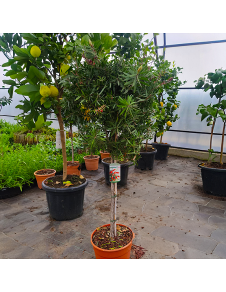 Callistemon Citrinus - "Red Rocket" - Ghiveci 7L - 90-100 cm