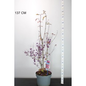 Callicarpa "Profusion" - Ghiveci 10L (130cm) 2
