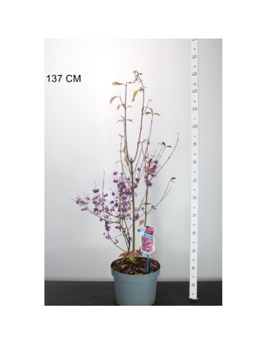 Callicarpa "Profusion" - Ghiveci 10L (130cm)