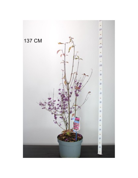 Callicarpa "Profusion" - Ghiveci 10L (130cm)
