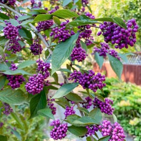 Callicarpa "Profusion" - Ghiveci 10L (130cm)