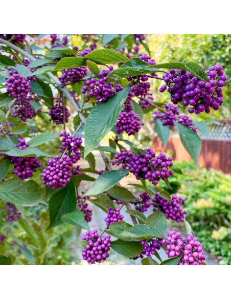 Callicarpa "Profusion" - Ghiveci 10L (130cm)