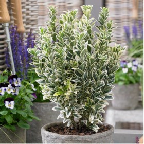 Euonymus "White Spire" - Ghiveci 2L