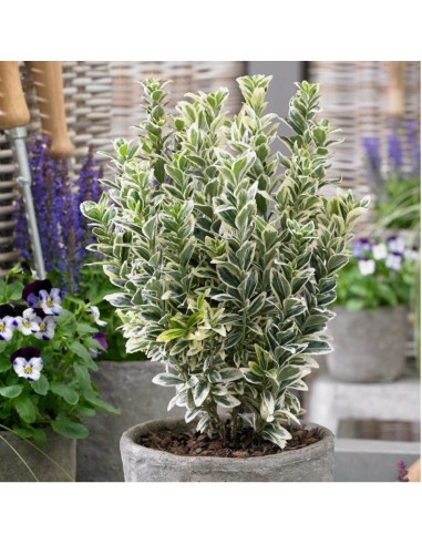 Euonymus "White Spire" - Ghiveci 2L