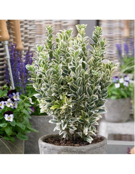 Euonymus "White Spire" - Ghiveci 2L