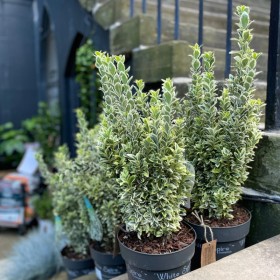 Euonymus "White Spire" - Ghiveci 2L 2