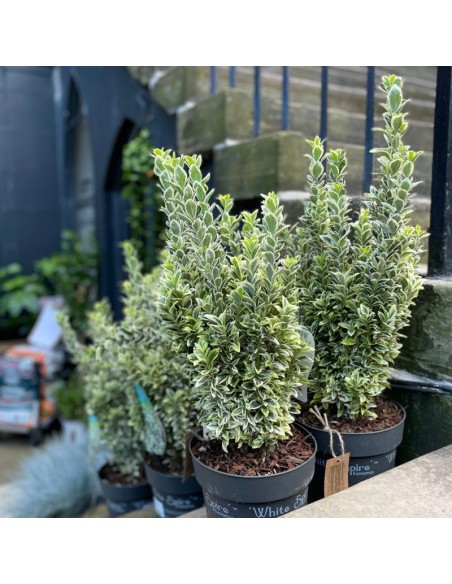 Euonymus "White Spire" - Ghiveci 2L