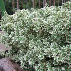 Euonymus 'Silver Queen' - Ghiveci 2L