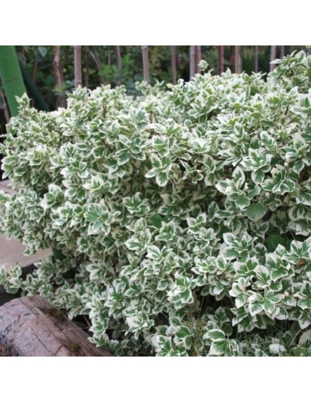 Euonymus 'Silver Queen' - Ghiveci 2L