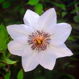 Clematis Miss Bateman - Ghiveci P9