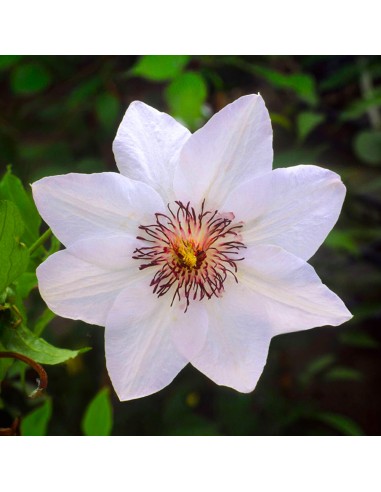 Clematis Miss Bateman - Ghiveci P9