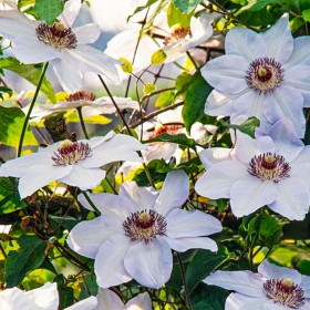 Clematis Miss Bateman - Ghiveci P9 2