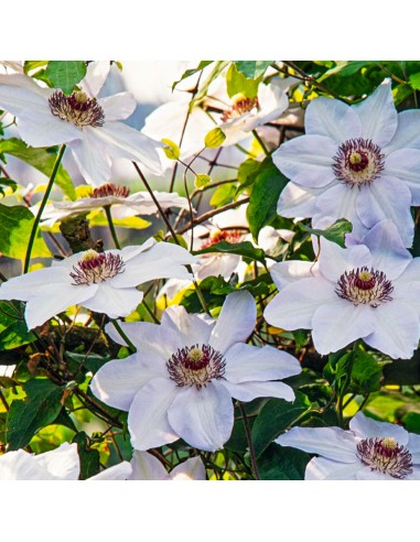 Clematis Miss Bateman - Ghiveci P9