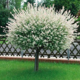 Salcie Japoneza - Salix Hakuro Nishiki - Ghiveci 10L