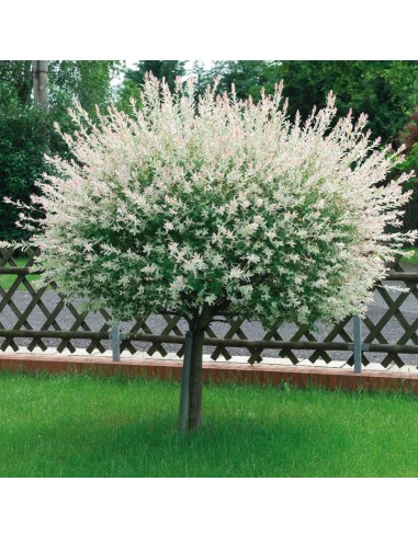 Salcie Japoneza - Salix Hakuro Nishiki - Ghiveci 10L