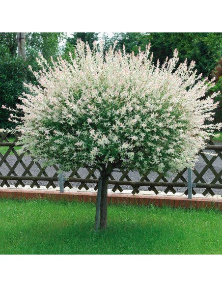 Salcie Japoneza - Salix Hakuro Nishiki - Ghiveci 10L