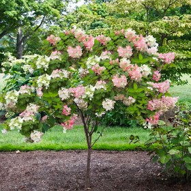 Hortensia Paniculata "Vanille Fraise" Pomișor - Ghiveci...