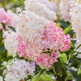 Hortensia Paniculata "Vanille Fraise" Pomișor - Ghiveci... 2
