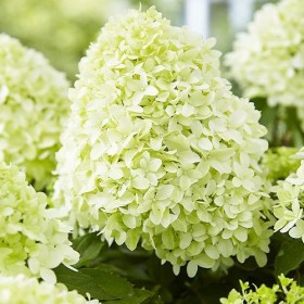 Hortensia Paniculata "Little Spooky" Pomișor - Ghiveci... 2